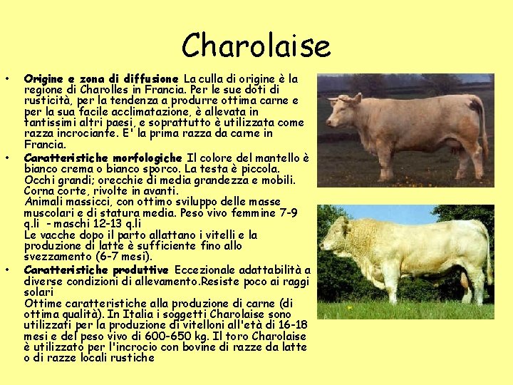Charolaise • • • Origine e zona di diffusione La culla di origine è Charolaise • • • Origine e zona di diffusione La culla di origine è