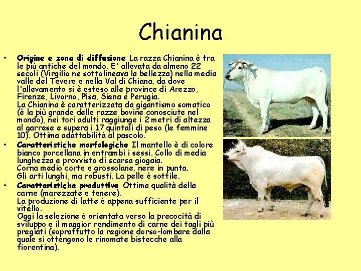 Chianina • • • Origine e zona di diffusione La razza Chianina è tra Chianina • • • Origine e zona di diffusione La razza Chianina è tra
