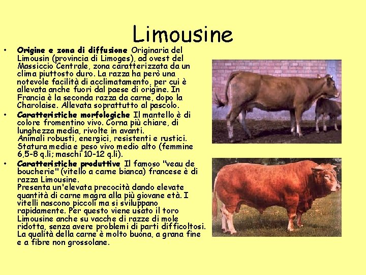 • • • Limousine Origine e zona di diffusione Originaria del Limousin (provincia • • • Limousine Origine e zona di diffusione Originaria del Limousin (provincia