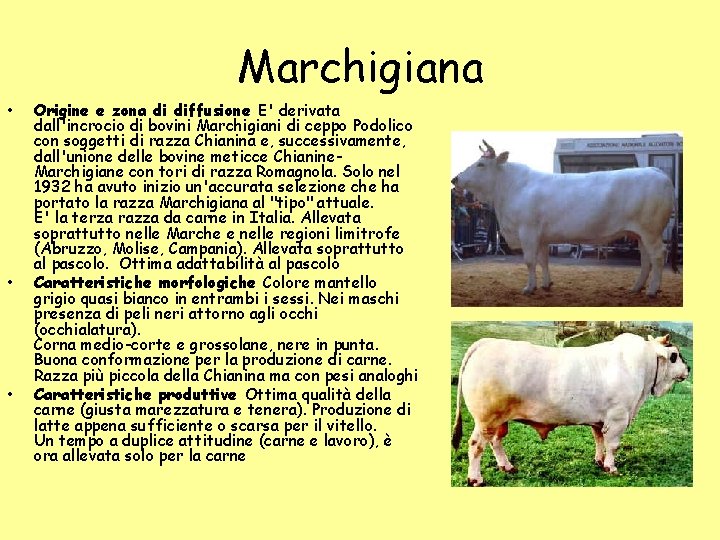 Marchigiana • • • Origine e zona di diffusione E' derivata dall'incrocio di bovini Marchigiana • • • Origine e zona di diffusione E' derivata dall'incrocio di bovini