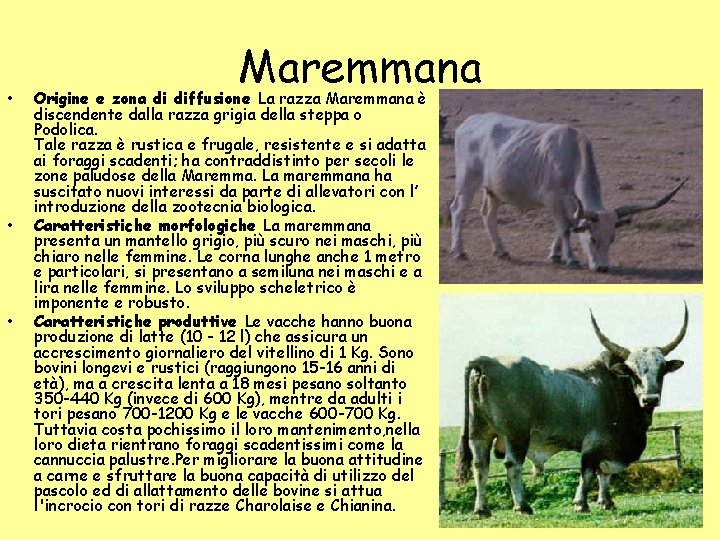 • • • Maremmana Origine e zona di diffusione La razza Maremmana è • • • Maremmana Origine e zona di diffusione La razza Maremmana è