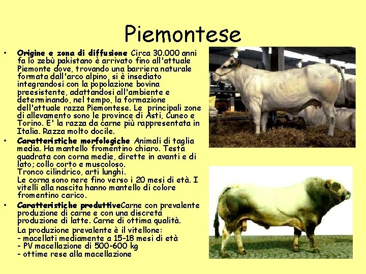 • • • Piemontese Origine e zona di diffusione Circa 30. 000 anni • • • Piemontese Origine e zona di diffusione Circa 30. 000 anni