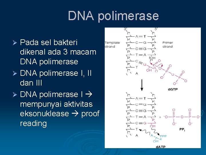 DNA polimerase Pada sel bakteri dikenal ada 3 macam DNA polimerase Ø DNA polimerase