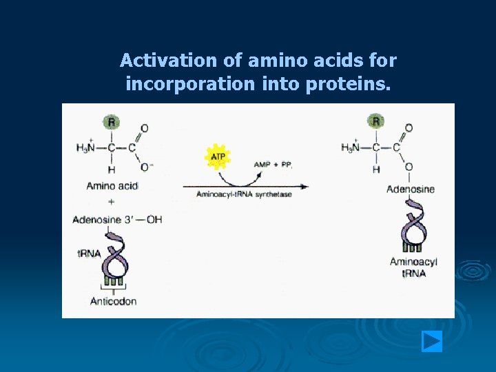 Activation of amino acids for incorporation into proteins. 
