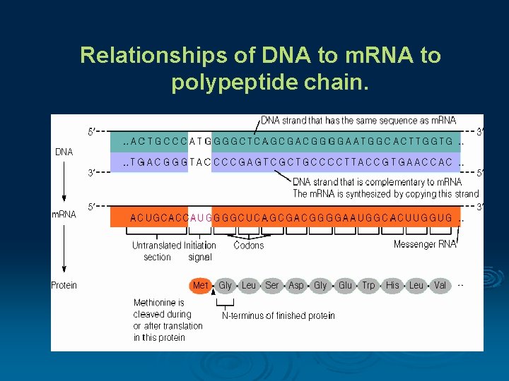 Relationships of DNA to m. RNA to polypeptide chain. 