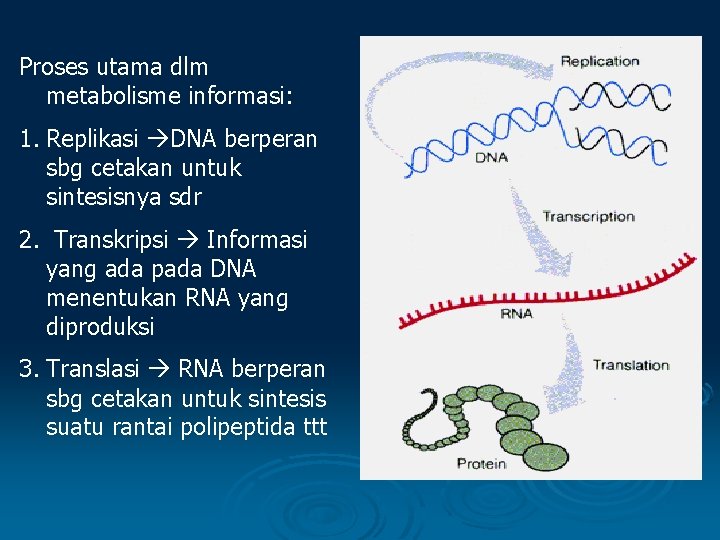 Proses utama dlm metabolisme informasi: 1. Replikasi DNA berperan sbg cetakan untuk sintesisnya sdr