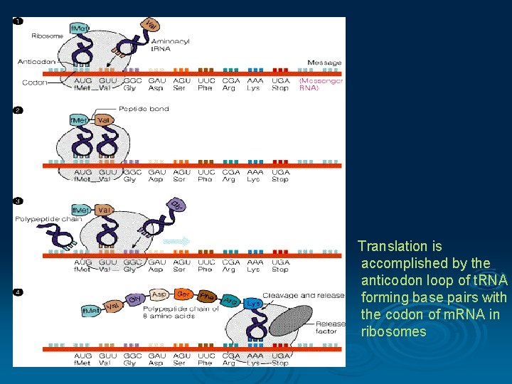 Translation is accomplished by the anticodon loop of t. RNA forming base pairs with