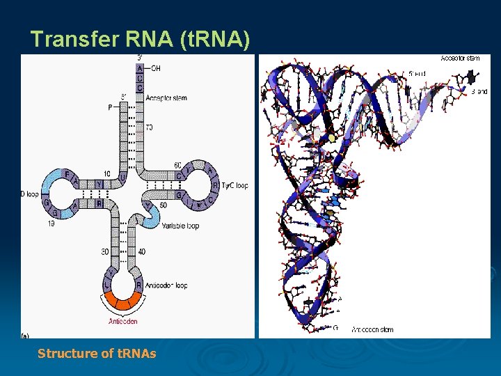 Transfer RNA (t. RNA) composed of a nucleic acid and a specific amino acid