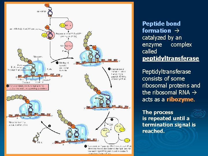 Peptide bond formation catalyzed by an enzyme complex called peptidyltransferase Peptidyltransferase consists of some