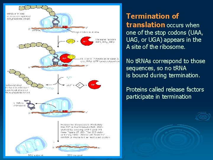 Termination of translation occurs when one of the stop codons (UAA, UAG, or UGA)