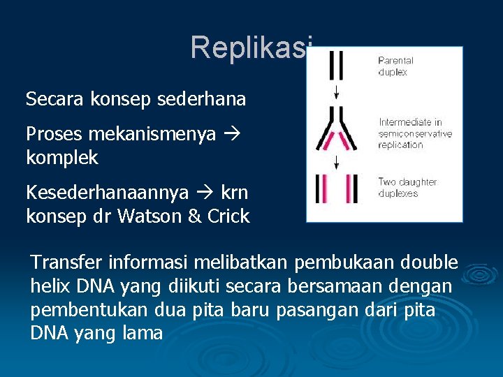 Replikasi Secara konsep sederhana Proses mekanismenya komplek Kesederhanaannya krn konsep dr Watson & Crick