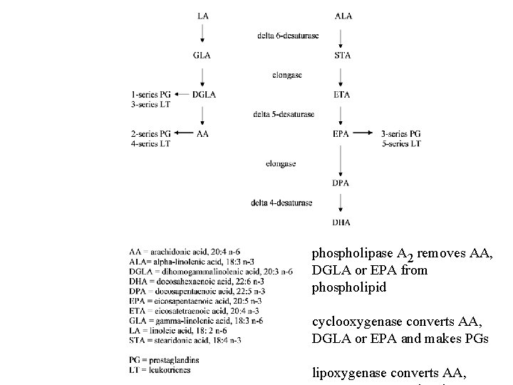 phospholipase A 2 removes AA, DGLA or EPA from phospholipid cyclooxygenase converts AA, DGLA