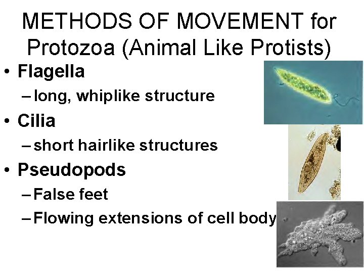 METHODS OF MOVEMENT for Protozoa (Animal Like Protists) • Flagella – long, whiplike structure