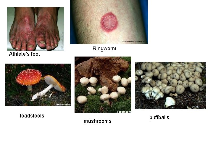 Athlete’s foot toadstools Ringworm mushrooms puffballs 