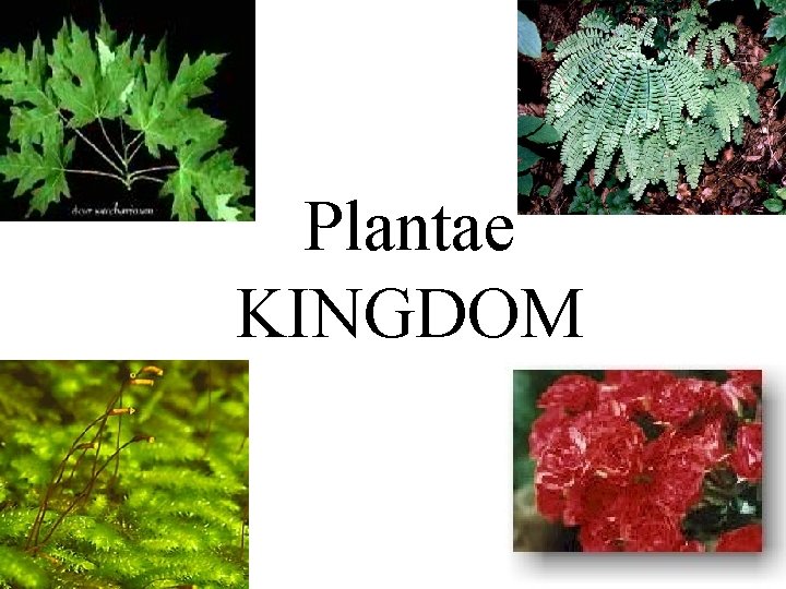 Plantae KINGDOM 