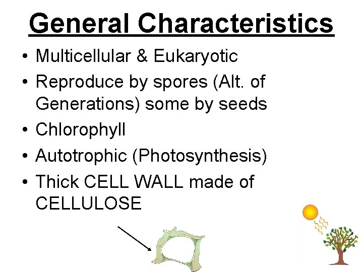 General Characteristics • Multicellular & Eukaryotic • Reproduce by spores (Alt. of Generations) some