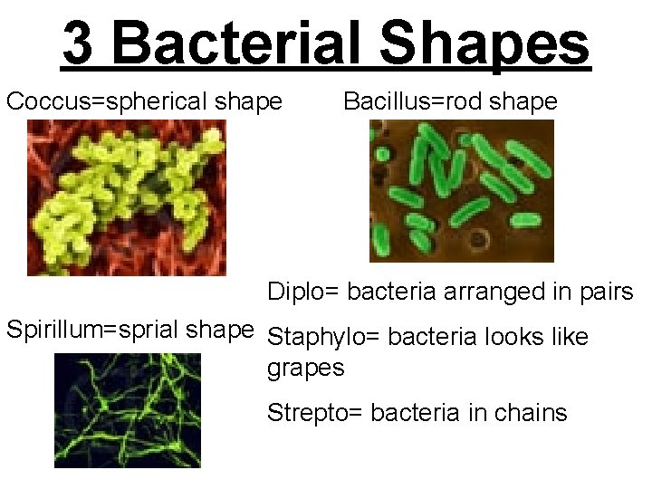 3 Bacterial Shapes Coccus=spherical shape Bacillus=rod shape Diplo= bacteria arranged in pairs Spirillum=sprial shape