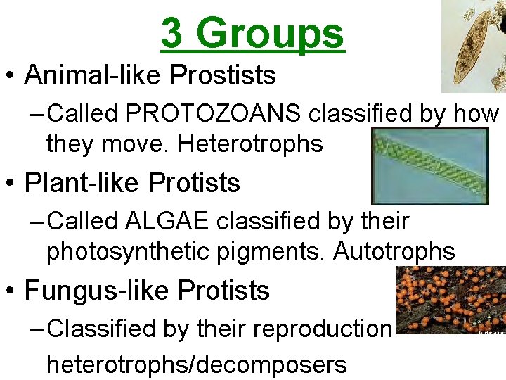 3 Groups • Animal-like Prostists – Called PROTOZOANS classified by how they move. Heterotrophs