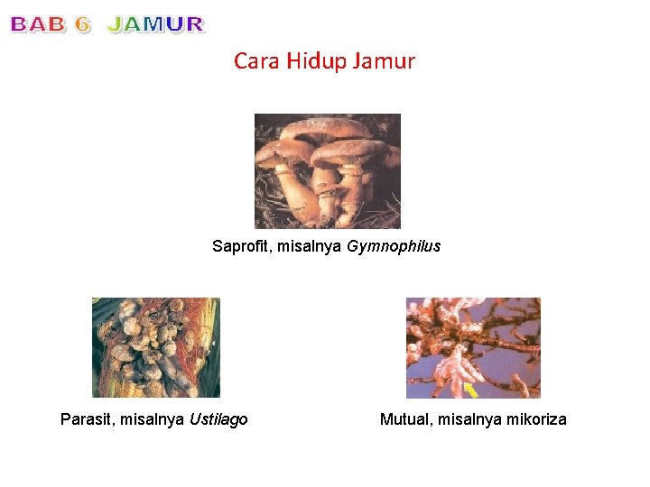 Cara Hidup Jamur Saprofit, misalnya Gymnophilus Parasit, misalnya Ustilago Mutual, misalnya mikoriza 