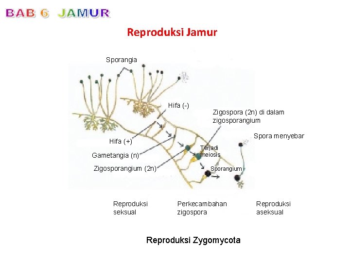 Reproduksi Jamur Sporangia Hifa (-) Zigospora (2 n) di dalam zigosporangium Spora menyebar Hifa