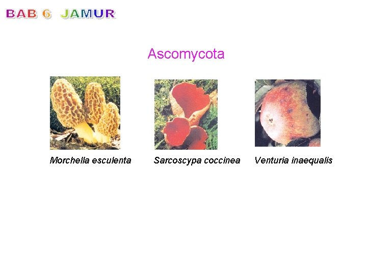 Ascomycota Morchella esculenta Sarcoscypa coccinea Venturia inaequalis 
