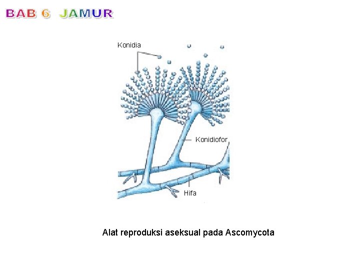 Konidia Konidiofor Hifa Alat reproduksi aseksual pada Ascomycota 