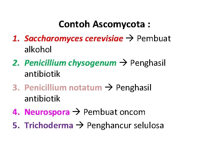 Contoh Ascomycota : 1. Saccharomyces cerevisiae Pembuat alkohol 2. Penicillium chysogenum Penghasil antibiotik 3.