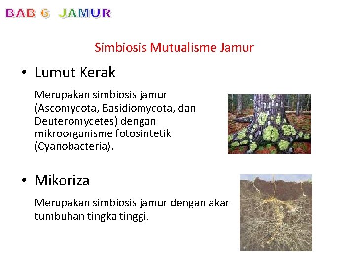 Simbiosis Mutualisme Jamur • Lumut Kerak Merupakan simbiosis jamur (Ascomycota, Basidiomycota, dan Deuteromycetes) dengan