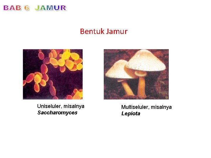 Bentuk Jamur Uniseluler, misalnya Saccharomyces Multiseluler, misalnya Lepiota 