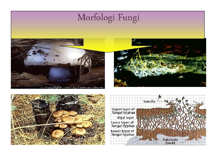 Morfologi Fungi 