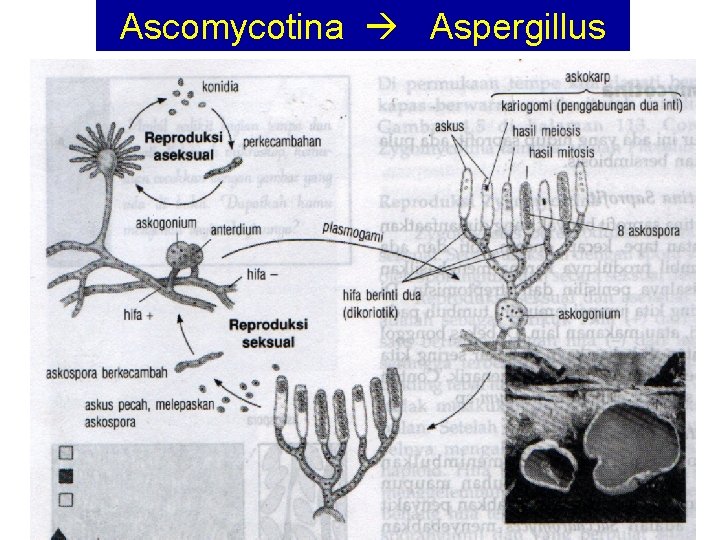 Ascomycotina Aspergillus 