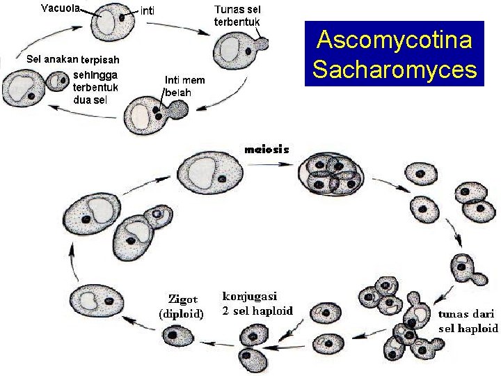 Ascomycotina Sacharomyces 