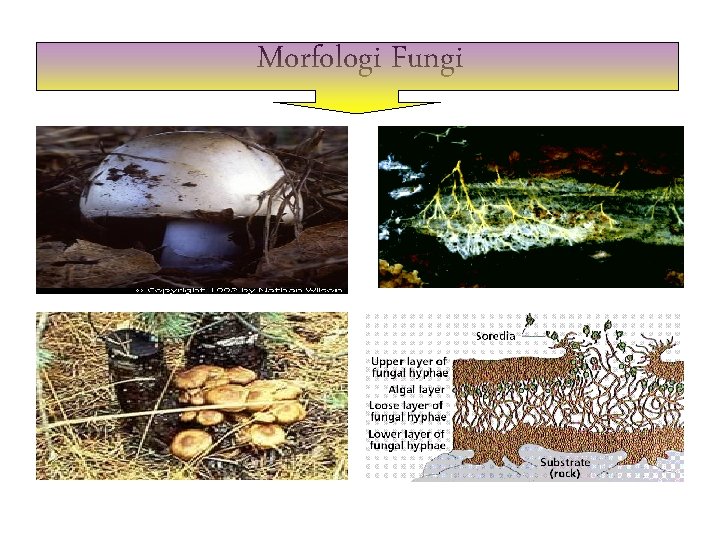 Morfologi Fungi 