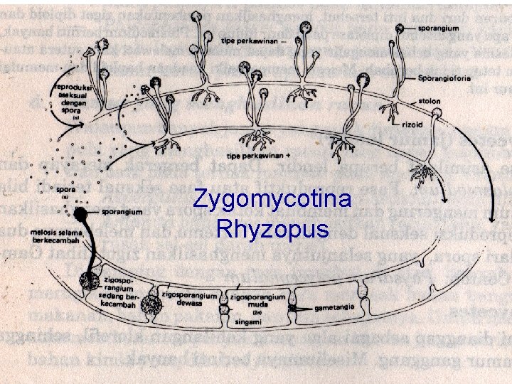 Zygomycotina Rhyzopus 