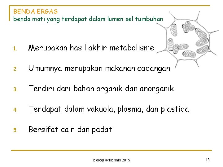 BENDA ERGAS benda mati yang terdapat dalam lumen sel tumbuhan 1. Merupakan hasil akhir