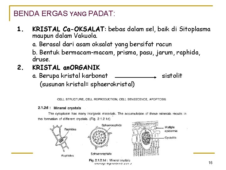 BENDA ERGAS YANG PADAT: 1. 2. KRISTAL Ca-OKSALAT: bebas dalam sel, baik di Sitoplasma