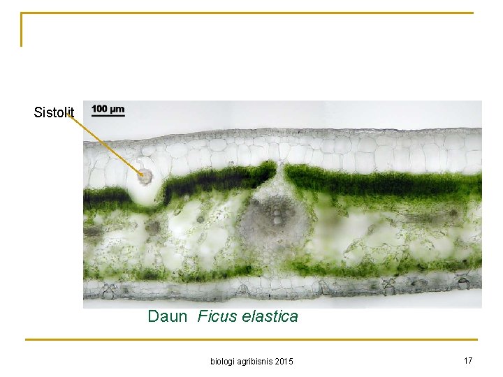 Sistolit Daun Ficus elastica biologi agribisnis 2015 17 