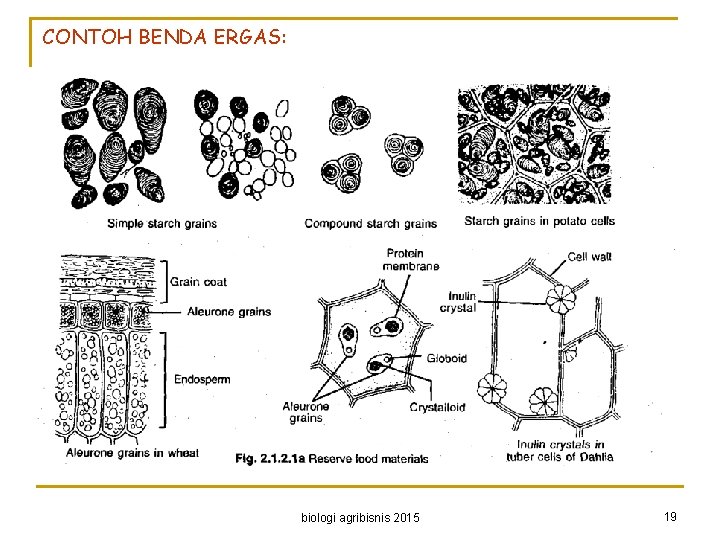 CONTOH BENDA ERGAS: biologi agribisnis 2015 19 