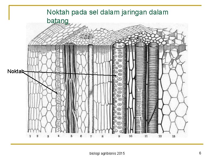 Noktah pada sel dalam jaringan dalam batang Noktah biologi agribisnis 2015 6 