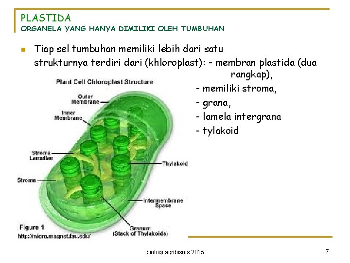 PLASTIDA ORGANELA YANG HANYA DIMILIKI OLEH TUMBUHAN n Tiap sel tumbuhan memiliki lebih dari