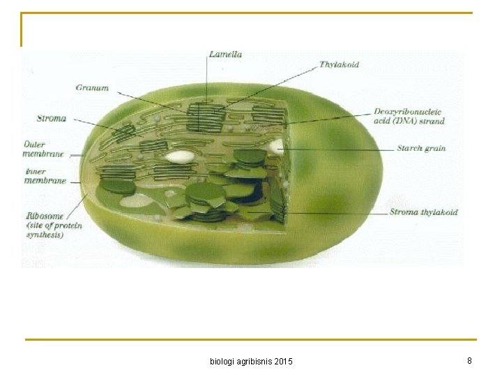 biologi agribisnis 2015 8 