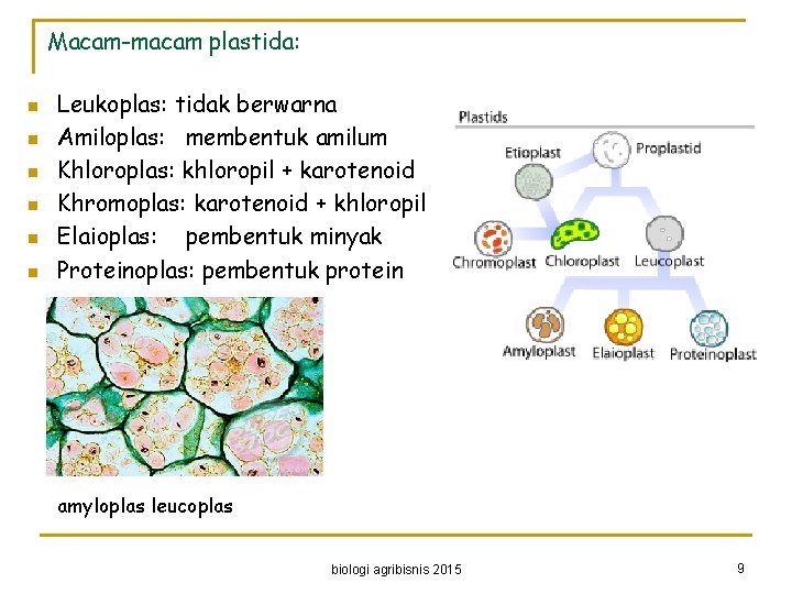 Macam-macam plastida: n n n Leukoplas: tidak berwarna Amiloplas: membentuk amilum Khloroplas: khloropil +