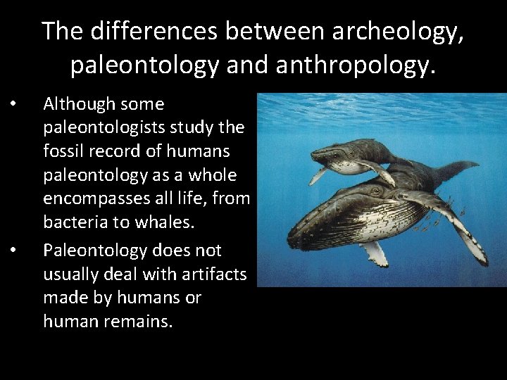 The differences between archeology, paleontology and anthropology. • • Although some paleontologists study the