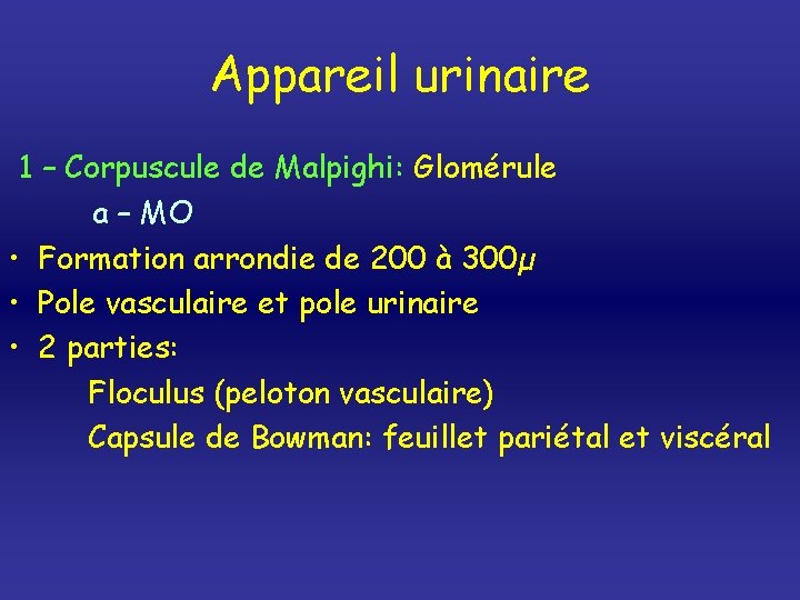 Appareil urinaire 1 – Corpuscule de Malpighi: Glomérule a – MO • Formation arrondie
