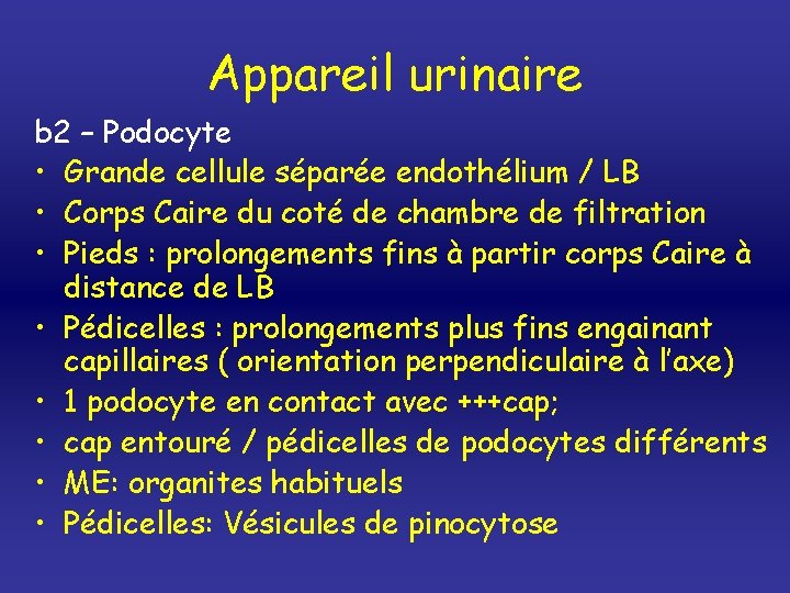 Appareil urinaire b 2 – Podocyte • Grande cellule séparée endothélium / LB •