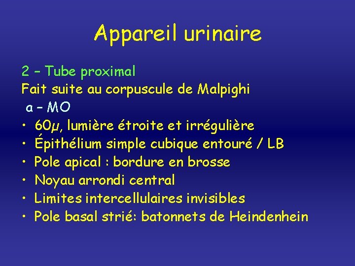 Appareil urinaire 2 – Tube proximal Fait suite au corpuscule de Malpighi a –