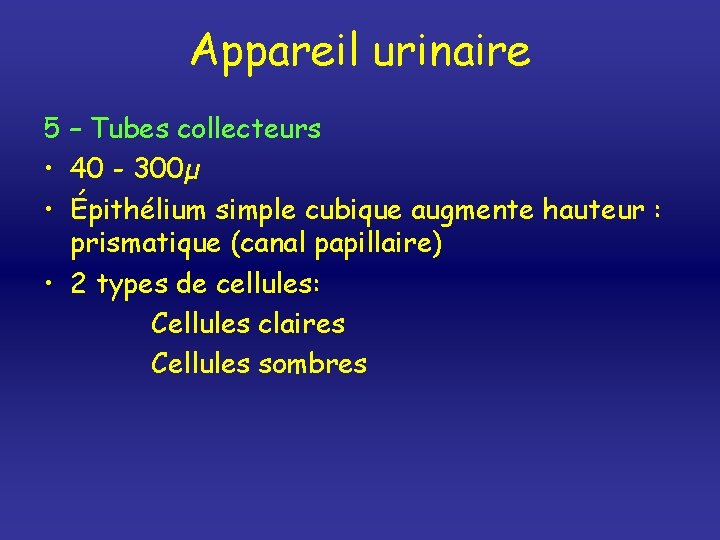 Appareil urinaire 5 – Tubes collecteurs • 40 - 300µ • Épithélium simple cubique