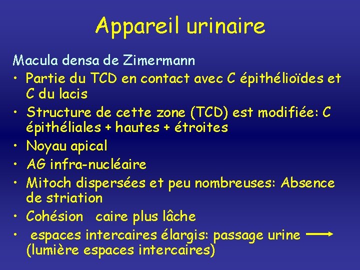 Appareil urinaire Macula densa de Zimermann • Partie du TCD en contact avec C