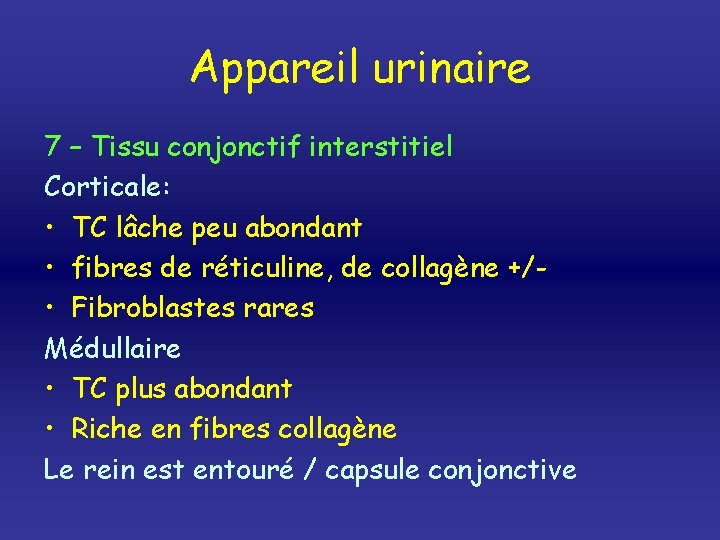 Appareil urinaire 7 – Tissu conjonctif interstitiel Corticale: • TC lâche peu abondant •