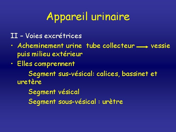 Appareil urinaire II – Voies excrétrices • Acheminement urine tube collecteur vessie puis milieu